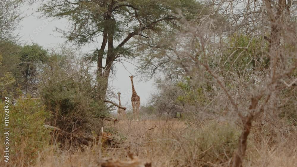 Giraffe standing tall posing between branches in the dry savanna of Kruger National Park, South Africa Giraffe standing tall posing between branches in the dry savanna of Kruger National Park, South Africa