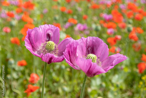 Fotografie zwei Mohnblumen in pink