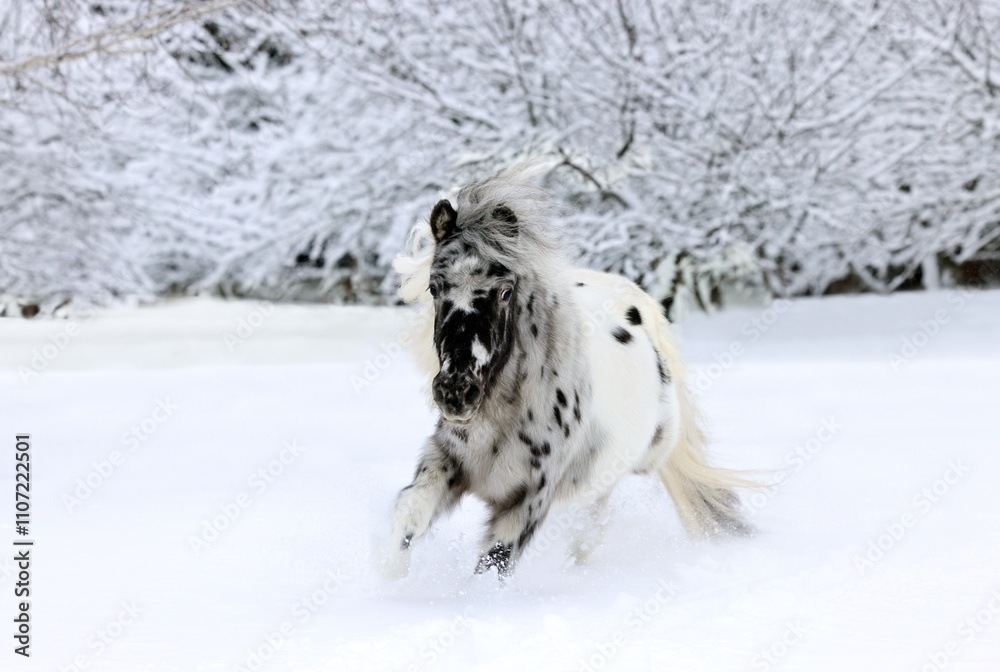Appaloosa pony in the nature background, winter scene with strong snow storm, snowflakes covered animal.