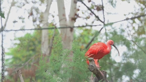 Scarlet ibis perching on branch and preening its feathers