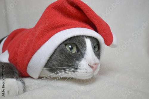 An adorable little cat with a white face in a Santa Claus costume. Christmas. The concept of the holiday.