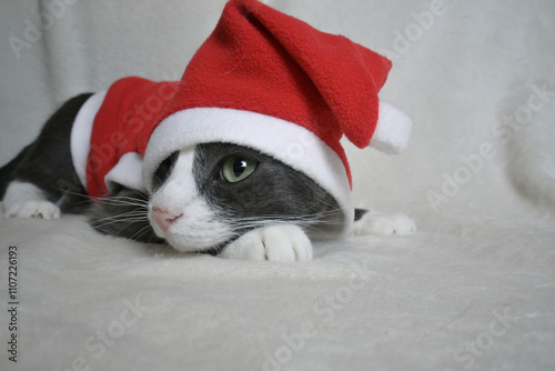 An adorable little cat with a white face in a Santa Claus costume. Christmas. The concept of the holiday.