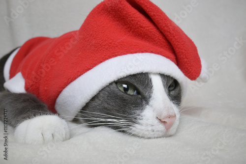 An adorable little cat with a white face in a Santa Claus costume. Christmas. The concept of the holiday.