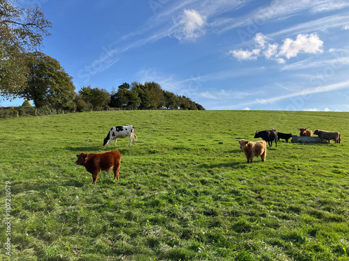 Beautiful English summer landscape, cows in field
