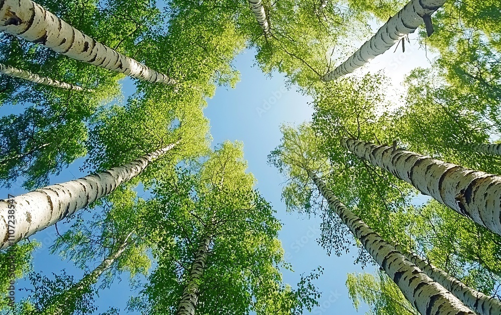 Fototapeta premium View from below of tall birch trees with bright green foliage and white bark against clear blue sky. Picturesque forest photo.