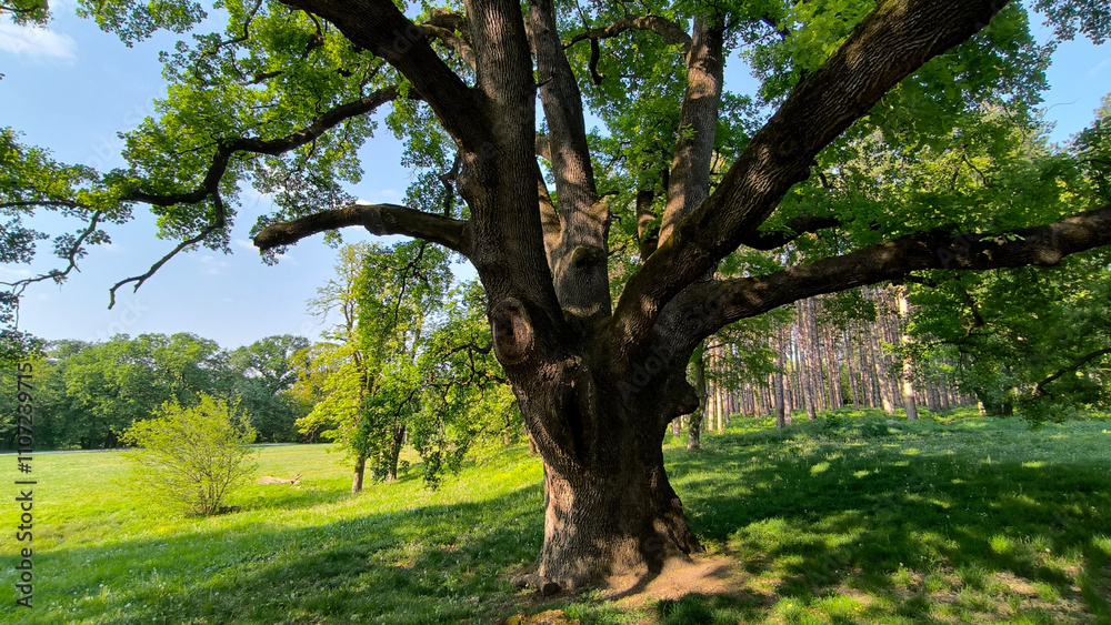 Fototapeta premium oak tree in the spring growing in the park and forest