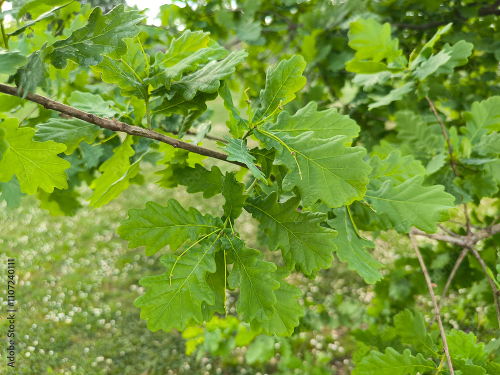 oak tree in the spring growing in the park and forest oak tree in the spring growing in the park and forest