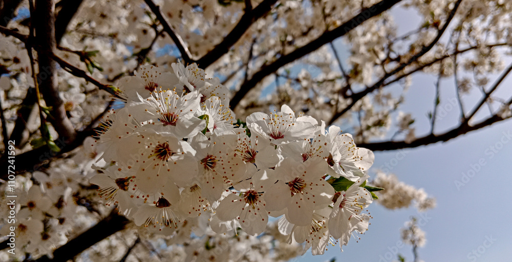 White cherry blossom. Spring blooming trees. Spring background. Cherry blossoms over blue sky. Flowering trees. Blooming spring flowers. White cherry blossom. Spring blooming trees. Spring background. Cherry blossoms over blue sky. Flowering trees. Blooming spring flowers.
