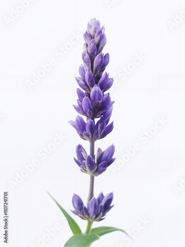 Purple Flower Spike with Petals Displaying Vibrancy Against a Minimalistic White Background for Nature and Floral Photography