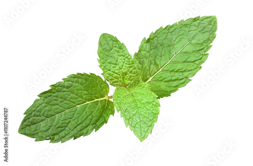 High-Quality PNG Fresh mint leafs Isolated on White Background – High Resolution