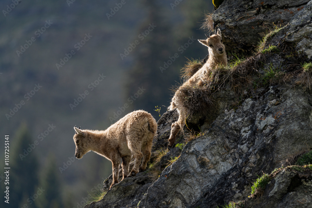 ibex European alps bouquetins in the wild ibex European alps bouquetins in the wild