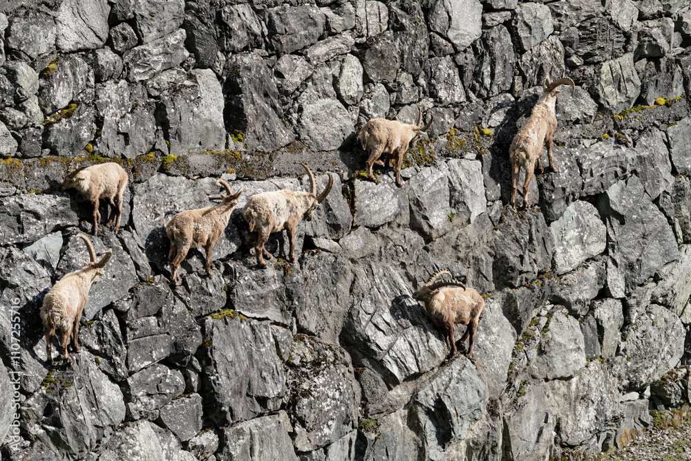 ibex European alps bouquetins in the wild ibex European alps bouquetins in the wild