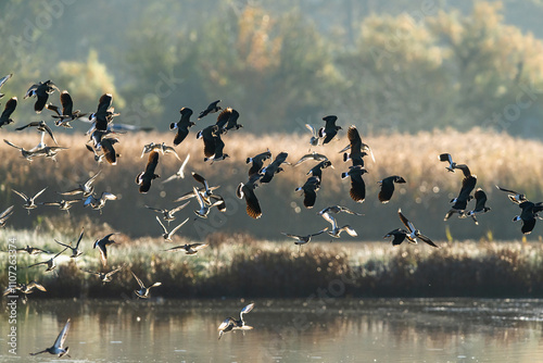 Northern Lapwing, Vanellus vanellus and Black-tailed Godwit, Limosa limosa, birds in flight over winter marshes	 photo