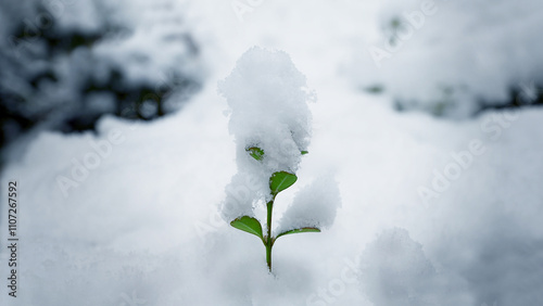 Snow-covered green shoots, snow-covered plants and snowscapes photo