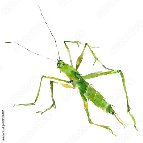 A watercolor painting of Stick Insect, isolated on a white background. Stick Insect vector.