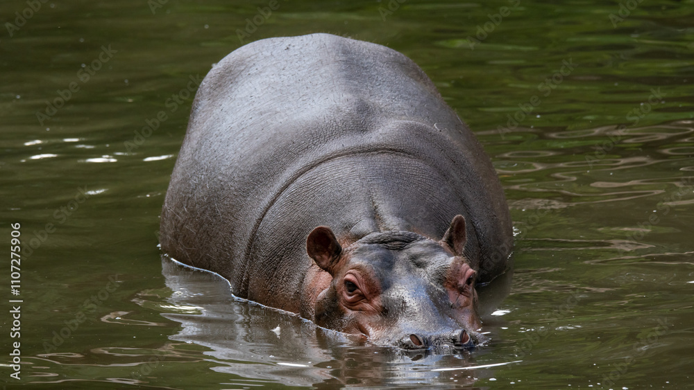 A hippopotamus in its natural habitat. A hippopotamus in its natural habitat.