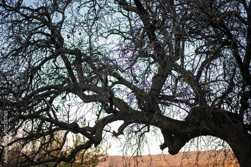 Large Tree with Beautiful Spreading Branches, Majestic Nature Scene. Silhouette of old tree photo