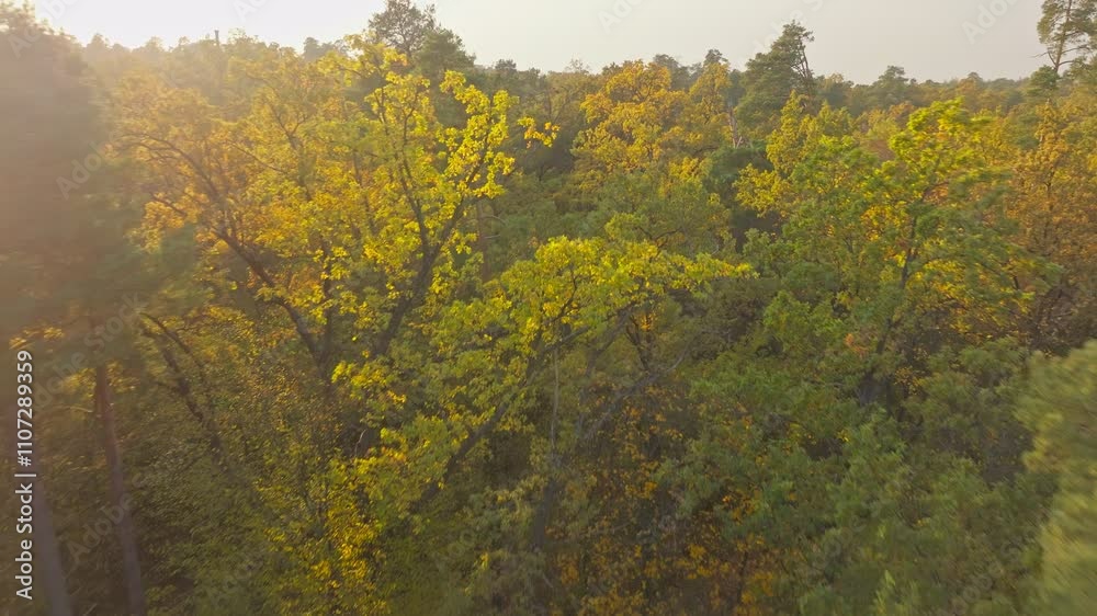 Autumn forest tree nature yellow magic branch leaves view drone Autumn forest tree nature yellow magic branch leaves view drone