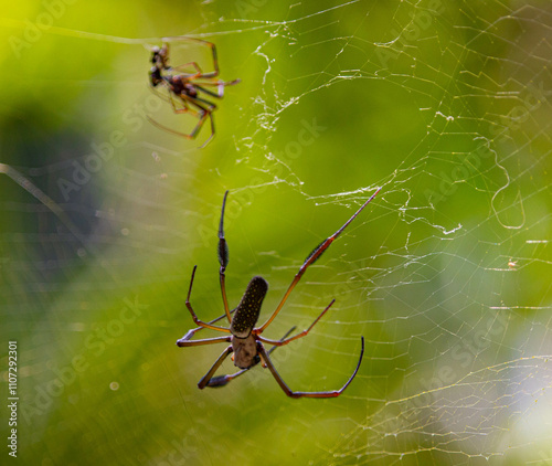 Close-up view on two spiders on the web