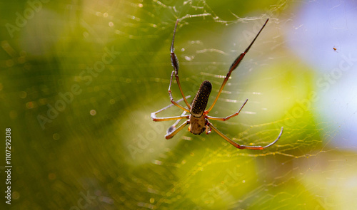 Close-up view on big spider on the web
