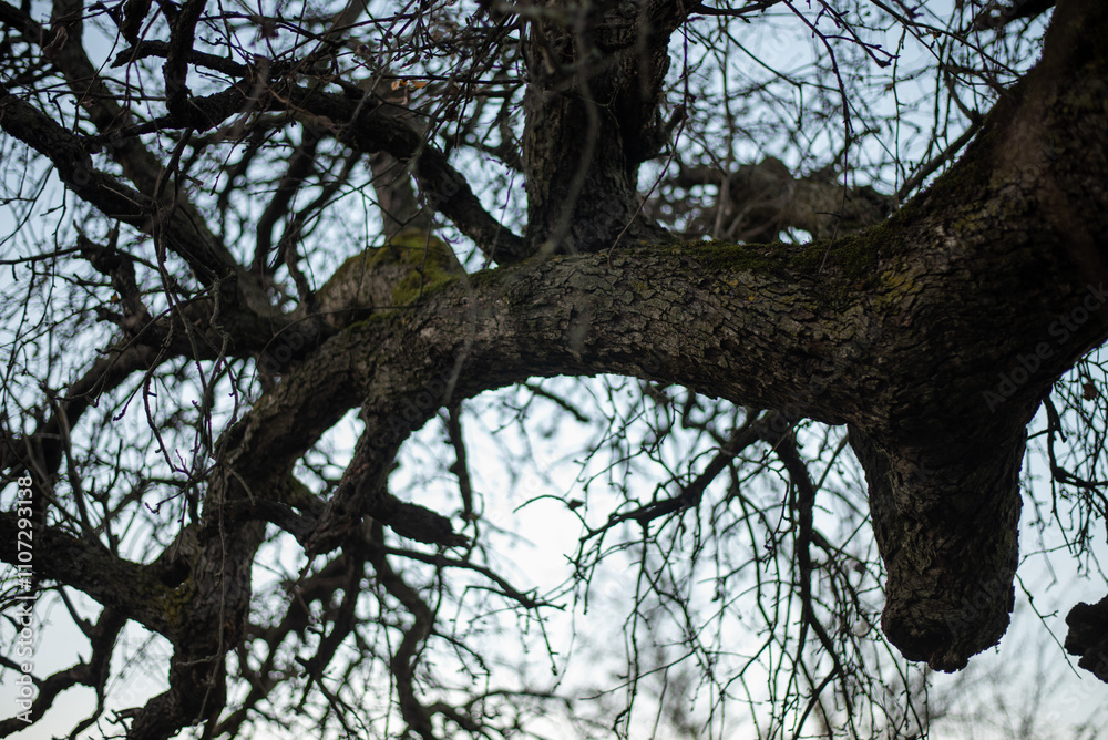 Large Tree with Beautiful Spreading Branches, Majestic Nature Scene. Silhouette of old tree Large Tree with Beautiful Spreading Branches, Majestic Nature Scene. Silhouette of old tree
