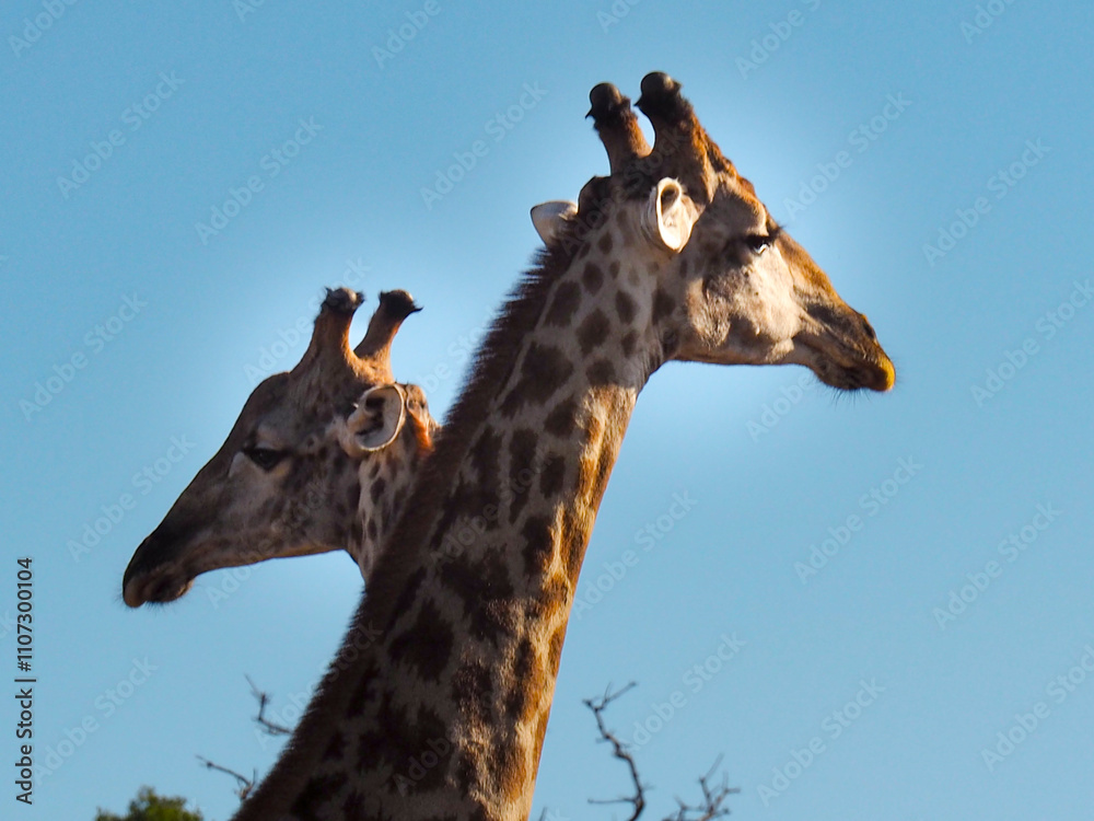 Two giraffe heads rise against the sky Two giraffe heads rise against the sky