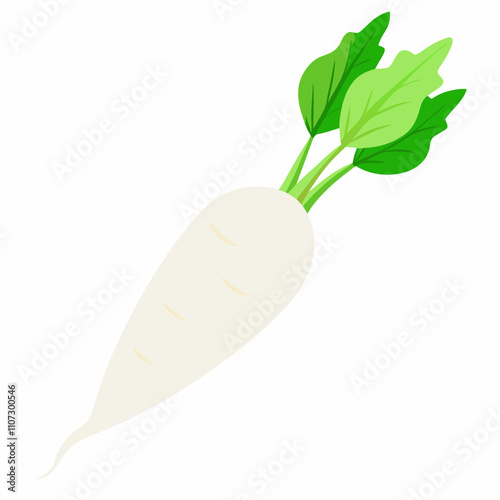 Long white radish With Vector