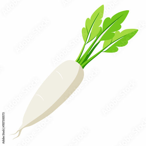 Long white radish With Vector