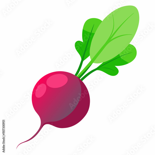 radish isolated on white background