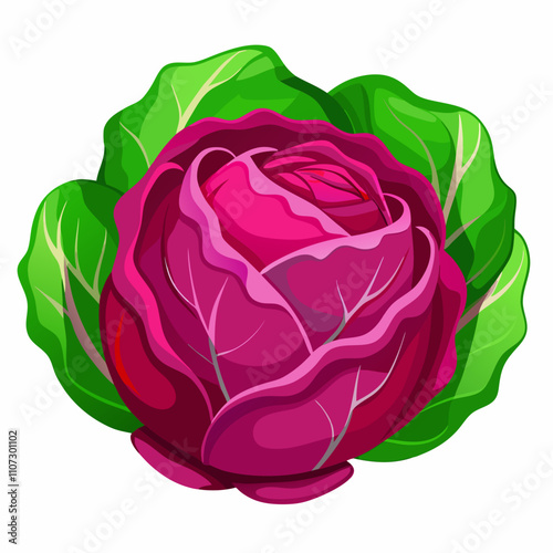 cabbage isolated on white background