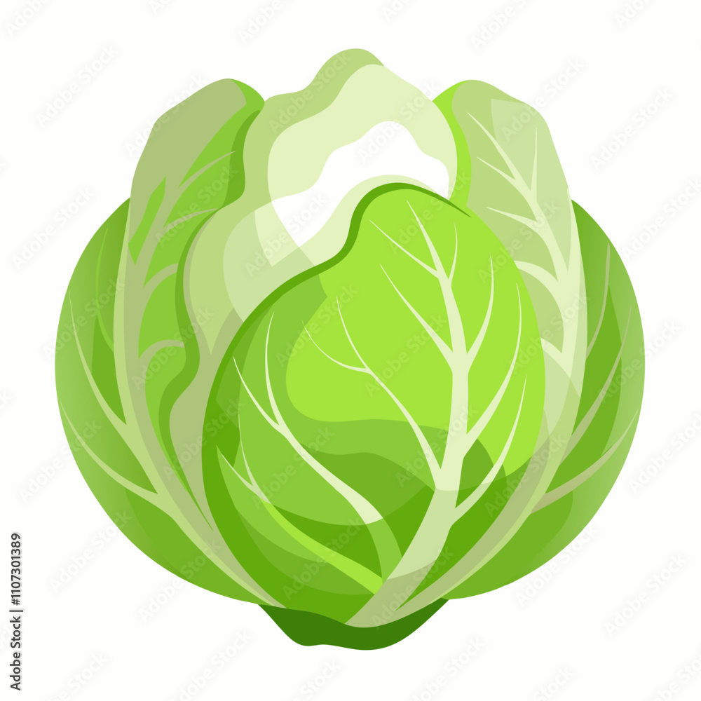 cabbage isolated on white background cabbage isolated on white background