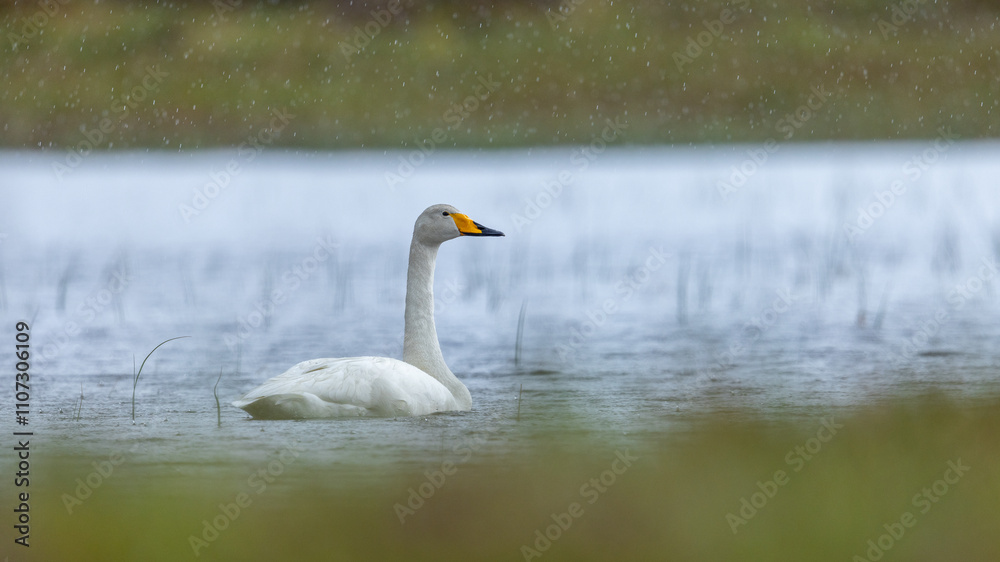 Fototapeta premium White swan in natural surroundings