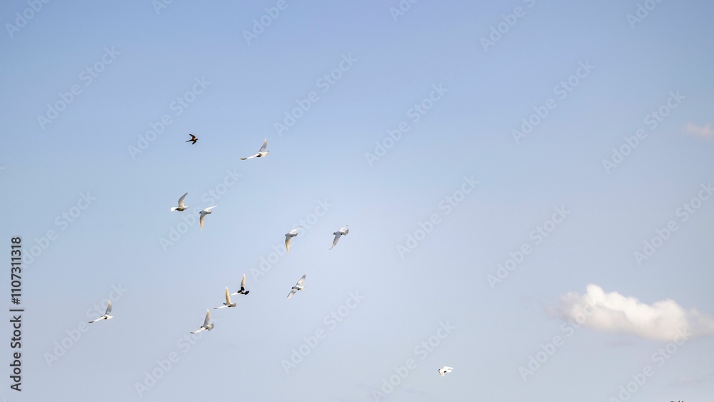 Flock of birds in a clear blue sky. Flock of birds in a clear blue sky.