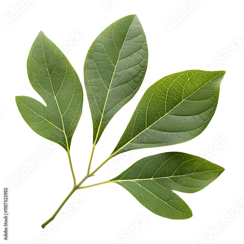A sprig of sassafras leaves with their characteristic mitten shape, isolated on a transparent background