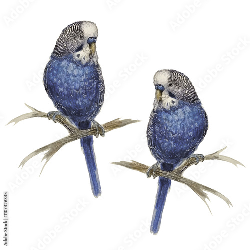 watercolor image of two wavy male parrots . It is suitable for interior decoration and advertising