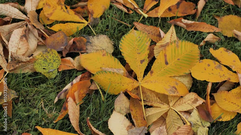 A vibrant display of yellow chestnut leaves scattered across a lush green lawn, capturing the essence of autumn. Video. A vibrant display of yellow chestnut leaves scattered across a lush green lawn, capturing the essence of autumn. Video.