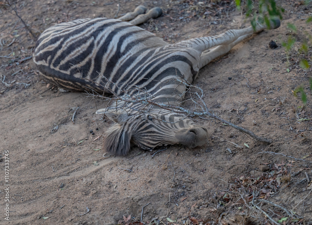 Afrikanische Tiere Totes Steppenzebra nach Schlangenbiss gestorben, im Busch vom Krüger National Park - Kruger Nationalpark Südafrika