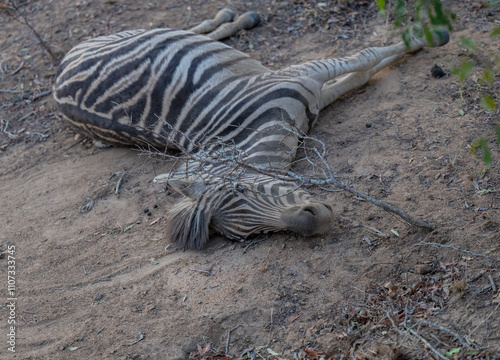 Obraz na płótnie Afrikanische Tiere Totes Steppenzebra nach Schlangenbiss gestorben, im Busch vom Krüger National Park - Kruger Nationalpark Südafrika w salonie