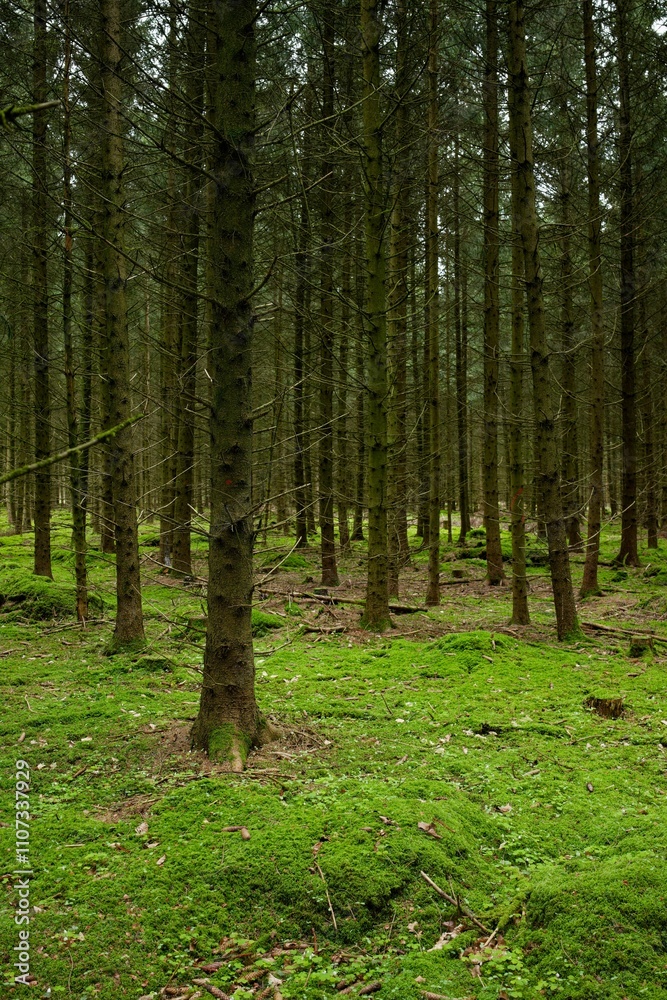 Dense forest with lush green moss. Dense forest with lush green moss.
