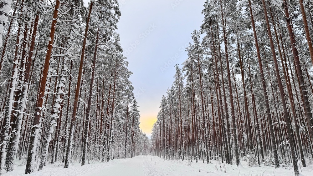 Fototapeta premium Winter Wonderland: Snow-Covered Forest with Towering Pine Trees