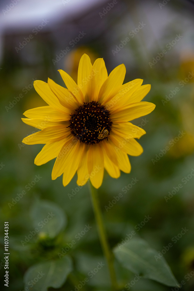 Obraz premium sunflower in the sun