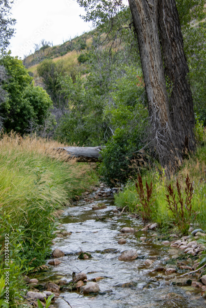 Obraz premium river in the forest