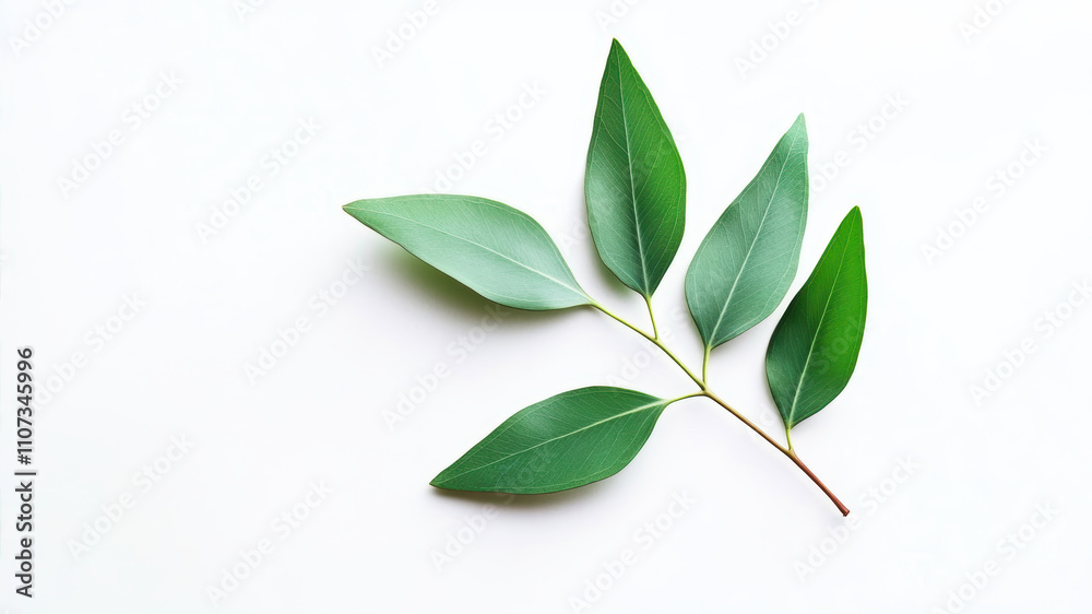 Fototapeta premium Eucalyptus Leaves Branch Displaying Vibrant Green Color Isolated on a White Background
