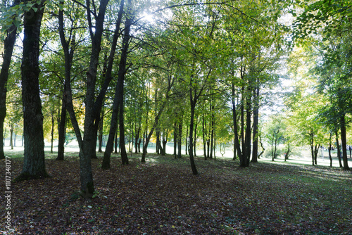 Park trees in autumn, view from the side
