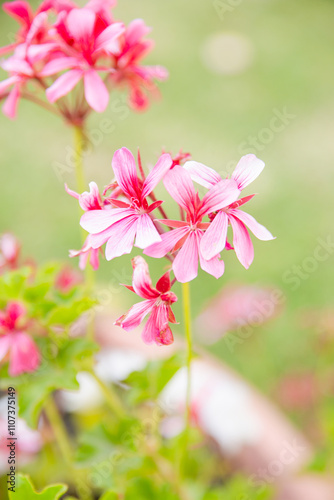 pink flower