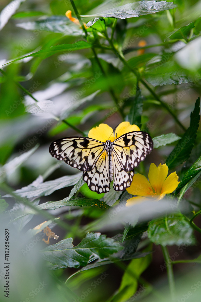 Obraz premium butterfly on flower