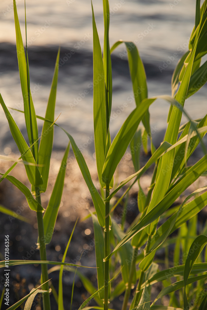 Obraz premium wildflower at sunset 