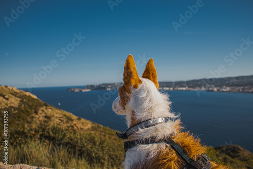 Un podenco blanco y marrón posa en medio perfil, con el mar Mediterráneo extendiéndose al fondo. La foto fue tomada en el mirador del Cap de Sant Antoni, en la Costa Blanca, España. 