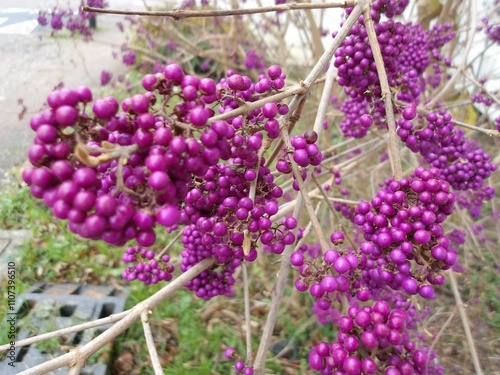 Fleur avec baies mauves photo