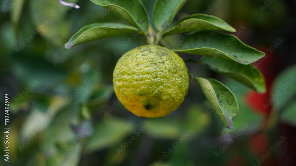 Macro photography of Natural citron fruit Macro photography of Natural citron fruit